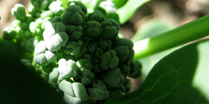 all about broccoli