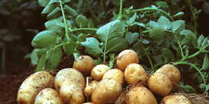 structure and function of the potato plant