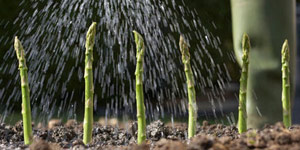 planting asparagus