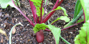planting beets