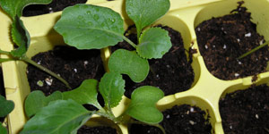 planting broccoli