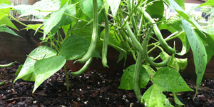 planting green beans
