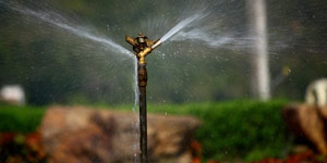 watering a lawn