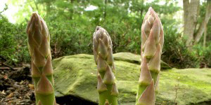 caring for and maintaining your asparagus