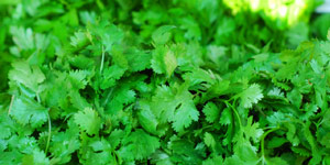 cilantro weeds disease pests