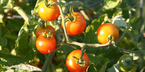 growing tomatoes
