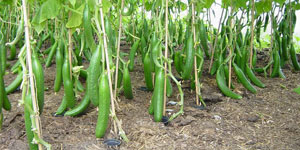 how to plant cucumbers