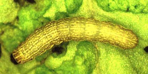 lettuce disease insects pests