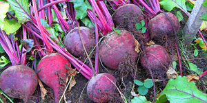 harvesting beets