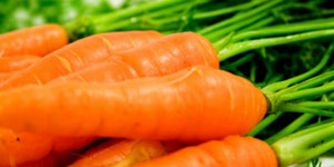 harvesting your carrots and saving the seeds