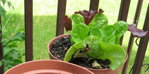 lettuce alternatives to the garden