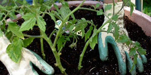 planting and care