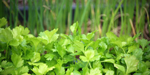 taking care of celery plants