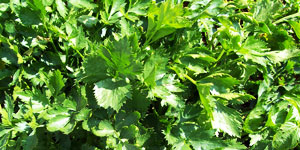 harvest and storage of celery