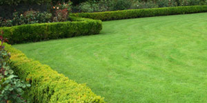list of turf varieties