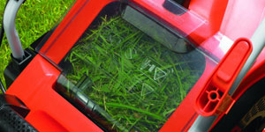 grass clippings