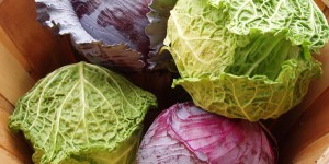 how to grow cabbage
