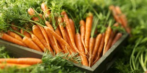 how to grow carrots