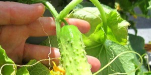 how to grow cucumbers