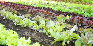 how to grow lettuce