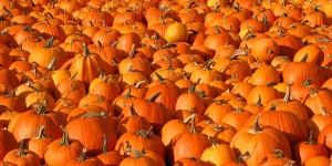 how to grow pumpkins