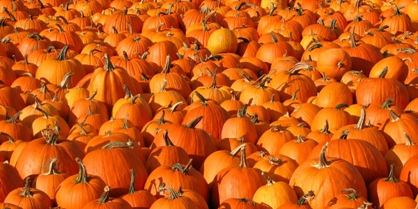 Growing pumpkins garden dad
