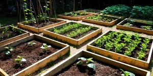 vegetable garden